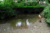 The River in Radford Park